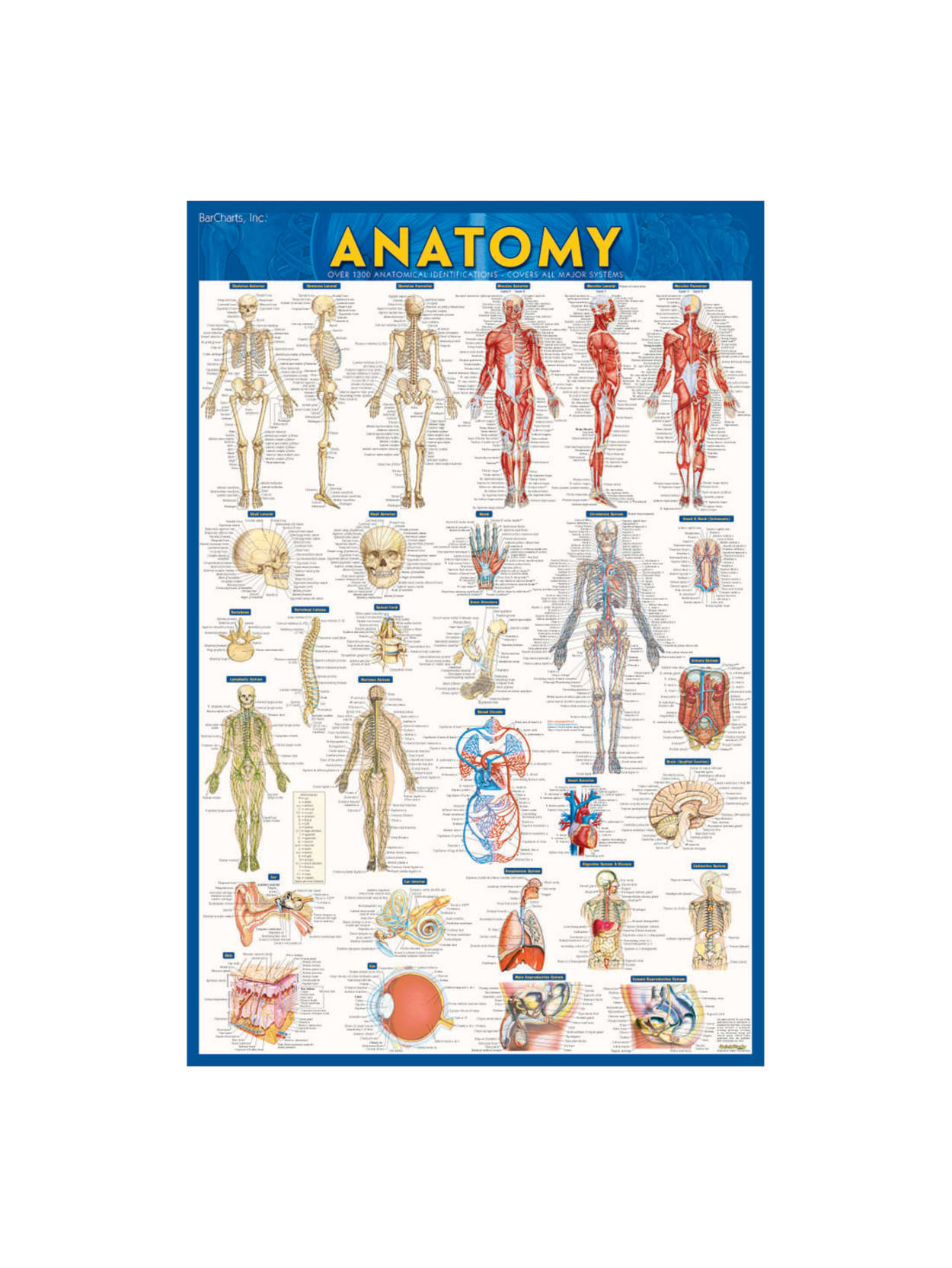 Quickstudy Human Anatomical Poster English 28 X 22 Office Depot
