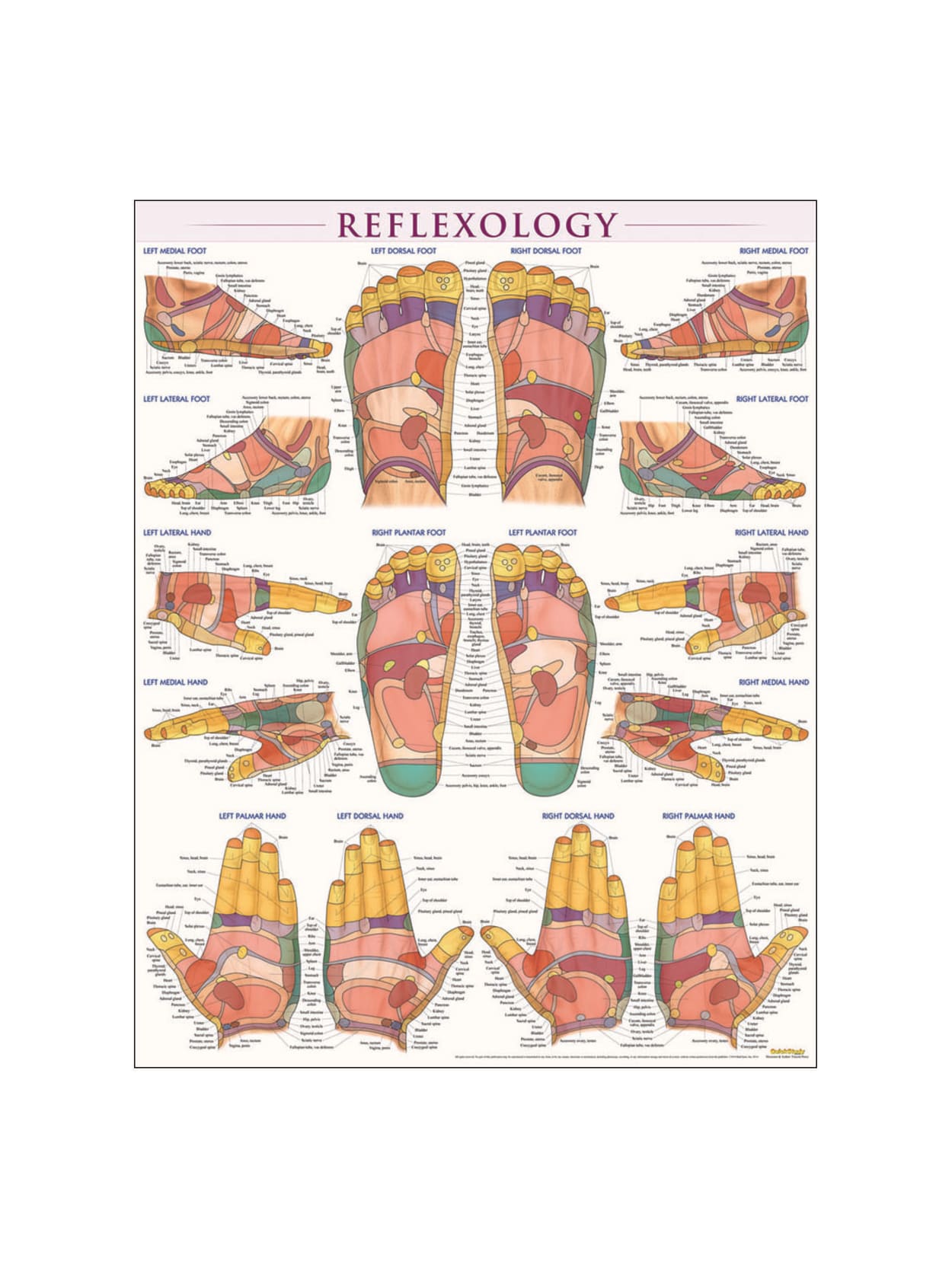 Quickstudy Human Anatomical Poster English Reflexology 28 X 22 Office Depot