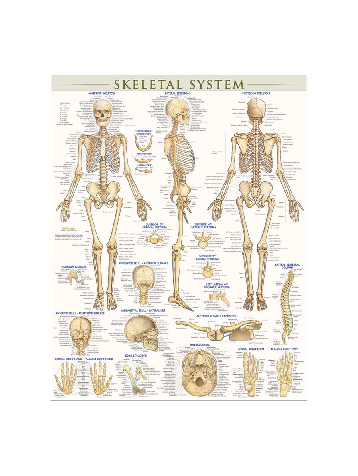 Quickstudy Human Anatomical Poster English Skeletal System 28 X 22 Office Depot
