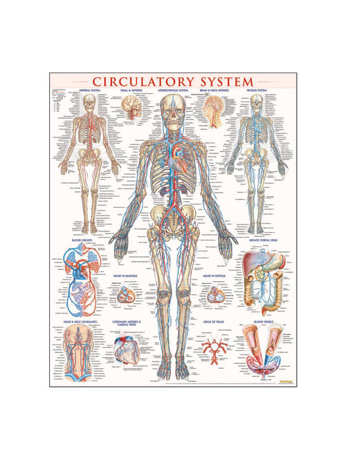 Quickstudy Human Anatomical Poster English Circulatory System 28 X 22 Office Depot