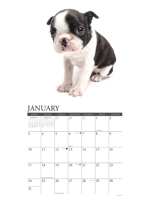 Willow Creek Calendar Boston Terrier Puppies Office Depot
