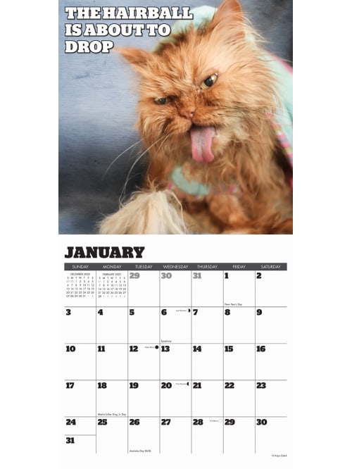Willow Creek Animals Wall Calendar Angry Cat Office Depot