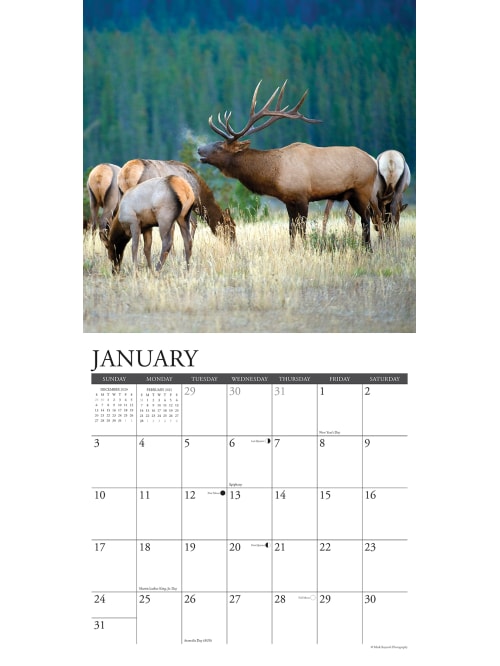 Willow Creek Animals Wall Calendar Bull Elk Office Depot
