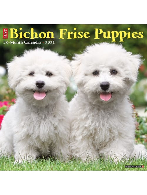 Willow Creek Calendar Bichon Frise Puppies Office Depot