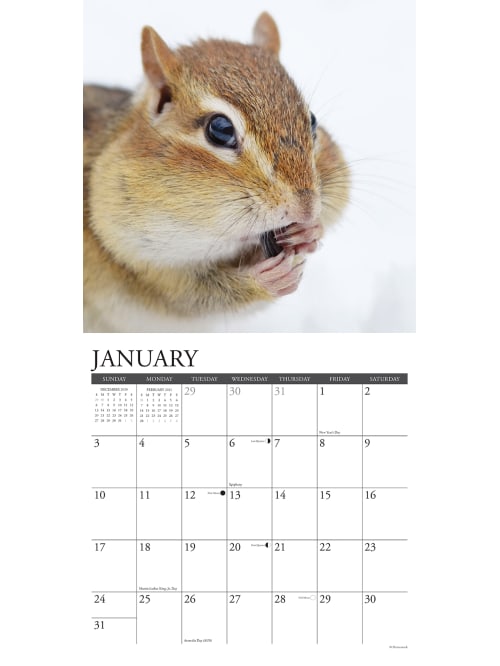 Willow Creek Animals Wall Calendar Chipmunks Office Depot