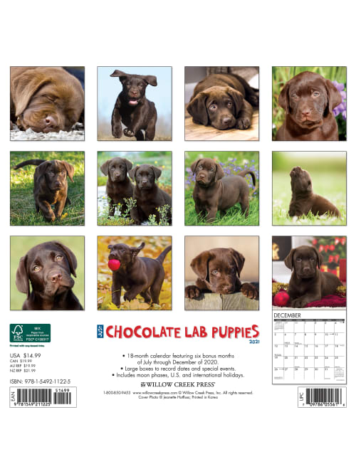 Willow Creek Calendar Chocolate Lab Puppies Office Depot