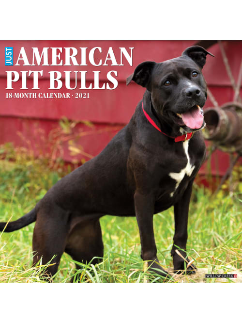 willow creek press animals monthly wall calendar american pit bull terriers 12 x 12 january to december 2021 item 7649744