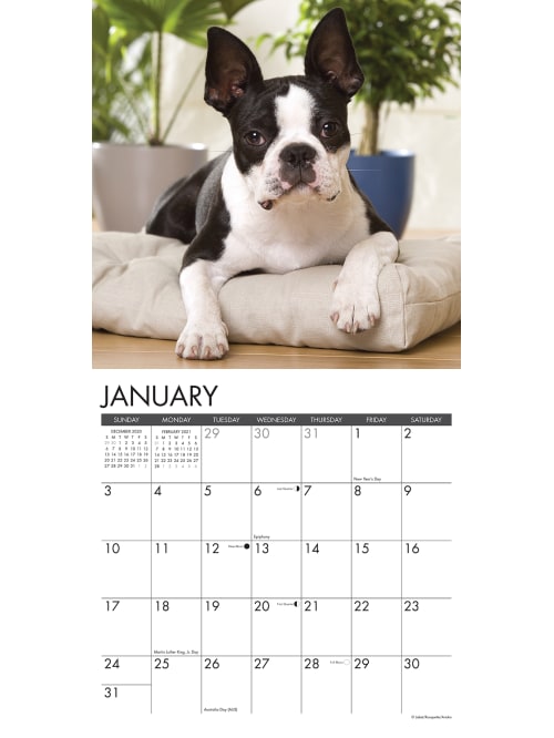 Willow Creek Wall Calendar Boston Terriers Office Depot