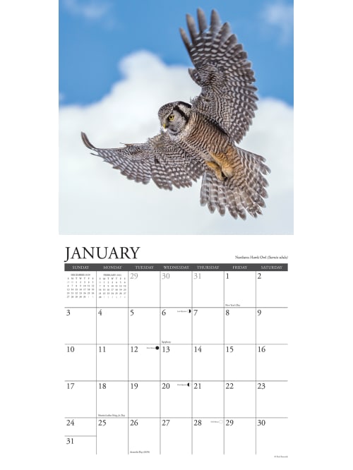 Willow Creek Animals Wall Calendar Owls Office Depot
