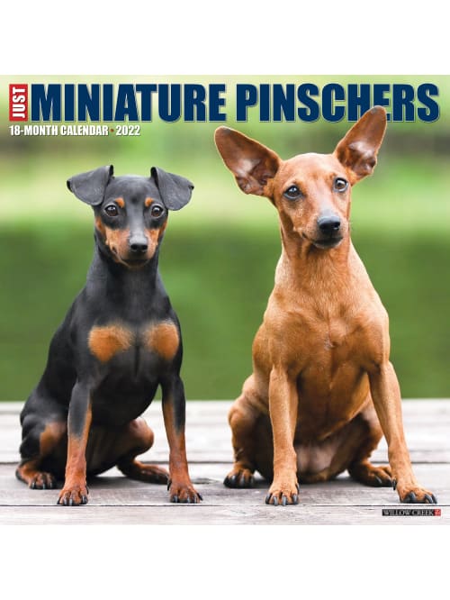 Miniature Pinscher 2022 Calendar