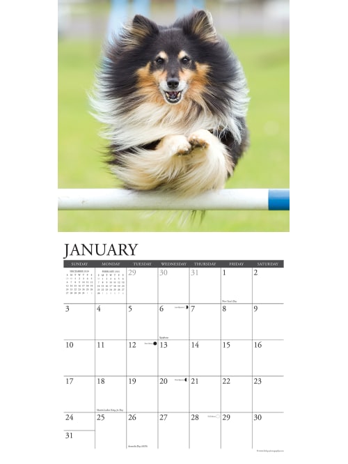 Willow Creek Animals Wall Calendar Shelties Office Depot