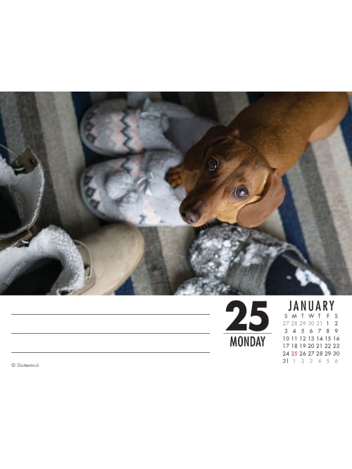 Willow Creek Daily Calendar Dachshund 14295 Office Depot