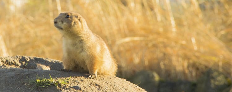6 Ways to Keep That Groundhog Day Feeling at Bay