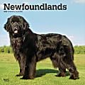 2025 BrownTrout Newfoundlands Monthly Plastic-Free Square Wall Calendar, 12" x 12", Dog Breeds, January to December 2025, 9781975477479 1 thumbnail image
