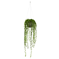 Nearly Natural String Of Pearl 21”H Artificial Plant With Hanging Basket, 21”H x 6”W x 6”D, Green 1 thumbnail image