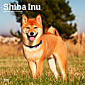 2025 BrownTrout Shiba Inu Monthly Plastic-Free Square Wall Calendar, 12" x 12", Dog Breeds, January to December 2025, 9781975477738 1 thumbnail image