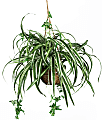 Nearly Natural 27" Silk Hanging Spider Plant With Basket 1 thumbnail image