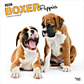 2025 BrownTrout Boxer Puppies Monthly Plastic-Free Square Wall Calendar, 12" x 12", Dog Breeds, January to December 2025, 9781975476717 1 thumbnail image
