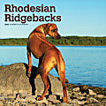 2025 BrownTrout Rhodesian Ridgebacks Monthly Plastic-Free Square Wall Calendar, 12" x 12", Dog Breeds, January to December 2025, 9781975477622 1 thumbnail image