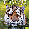 Willow Creek Press Animals Monthly Wall Calendar, 12" x 12", Tigers, January to December 2022, 19825 1 thumbnail image
