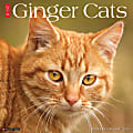 2026 Willow Creek Press Animals Monthly Wall Calendar, 12" x 12", Ginger Cats, January To December, 51269 1 thumbnail image