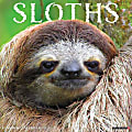 2024 Willow Creek Press Animals Monthly Wall Calendar, 12" x 12", Sloths, January To December