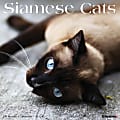 2024 Willow Creek Press Animals Monthly Wall Calendar, 12" x 12", Siamese Cats, January To December