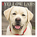 Willow Creek Press Animals Monthly Wall Calendar, 12" x 12", Yellow Labs, January To December 2020 1 thumbnail image