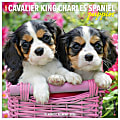 2026 Willow Creek Press Animals Monthly Wall Calendar, 12" x 12", Cavalier King Charles Spaniel Puppies, January To December, 50644 1 thumbnail image