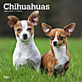 2024 BrownTrout Monthly Square Wall Calendar, 12" x 12", Chihuahuas, January to December