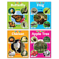 Scholastic Life Cycle Photo Chart Set 1 thumbnail image