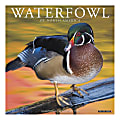 Willow Creek Press Animals Monthly Wall Calendar, 12" x 12", Waterfowl, January To December 2020