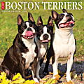 2024 Willow Creek Press Animals Monthly Wall Calendar, 12" x 12", Just Boston Terriers, January To December