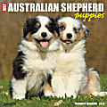 2026 Willow Creek Press Animals Monthly Wall Calendar, 12" x 12", Australian Shepherd Puppies, January To December, 49976 1 thumbnail image