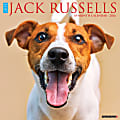 2026 Willow Creek Press Animals Monthly Wall Calendar, 12" x 12", Jack Russells, January To December, 51627 1 thumbnail image