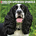 2026 Willow Creek Press Animals Monthly Wall Calendar, 12" x 12", English Springer Spaniels, January To December, 51047 1 thumbnail image
