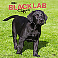 2024 BrownTrout Monthly Square Wall Calendar, 12" x 12", Black Labrador Retriever Puppies, January to December 1 thumbnail image