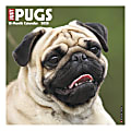 Willow Creek Press Animals Monthly Wall Calendar, 12" x 12", Pugs, January To December 2020
