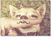 Viabella Fun Birthday Greeting Card With Envelope, Mustache Dog, 5" x 7"