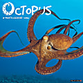 2026 Willow Creek Press Animals Monthly Wall Calendar, 12" x 12", Octopus, January To December, 56028 1 thumbnail image