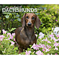 2024 BrownTrout Monthly Deluxe Wall Calendar, 14" x 12", For the Love of Dachshunds, January to December