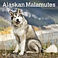2024 BrownTrout Monthly Square Wall Calendar, 12" x 12", Alaskan Malamutes, January to December