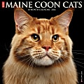 2026 Willow Creek Press Animals Monthly Wall Calendar, 12" x 12", Maine Coon Cats, January To December, 51849 1 thumbnail image