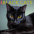 2026 Willow Creek Press Animals Monthly Wall Calendar, 12" x 12", Black Cats, January To December, 50286 1 thumbnail image
