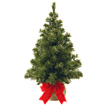 Noble Spruce Tree, 2'H x 16" Diameter, Burlap Bag