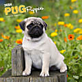 2024 BrownTrout Monthly Square Wall Calendar, 12" x 12", Pug Puppies, January to December