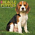 2025 Willow Creek Press Animals Wall Calendar, 12" x 12", Beagle Puppies, January To December, 41642 1 thumbnail image