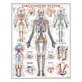 QuickStudy Human Anatomical Poster, English, Circulatory System, 28" x 22" 1 thumbnail image