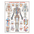 QuickStudy Human Anatomical Poster, English, Circulatory System, 28" x 22"