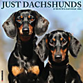 2026 Willow Creek Press Animals Monthly Wall Calendar, 12" x 12", Dachshunds, January To December, 50941 1 thumbnail image